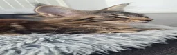 Maine Coon cats for sale: XXL Maine Coons Kittens Champion Sired  - Advert 4