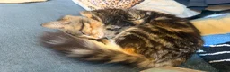 Mixed Breed cats for sale: Ragdoll cross domestic longhair kittens  - Advert 10
