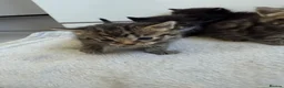 Domestic Shorthair cats for sale: 6 beautiful kittens  - Advert 9