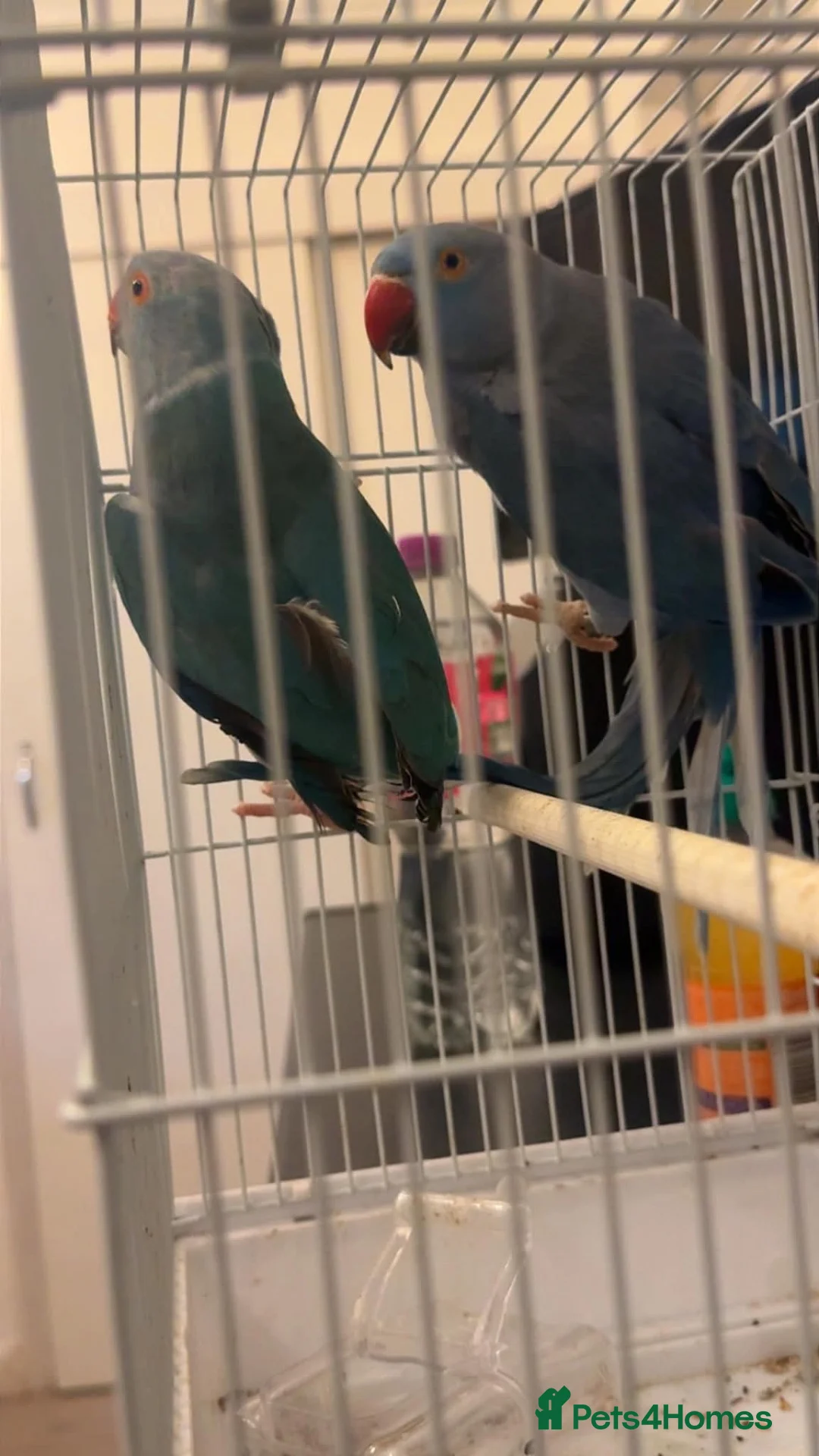 Ringnecks birds for sale: Ringnecks in Bishop Auckland - Advert 2