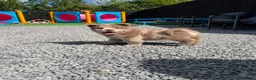 Chow Chow dogs for sale: Stunning Exotic colour chowski puppies for sale - Advert 6