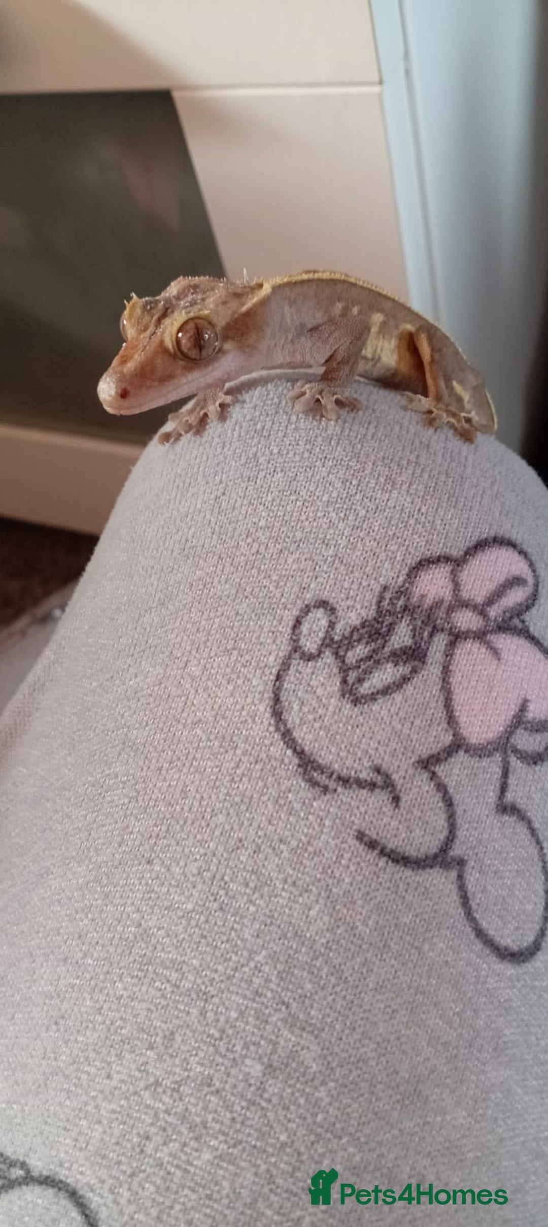 Bearded Dragon reptiles for sale: 3 crested geckos and enclosure. - Advert 6