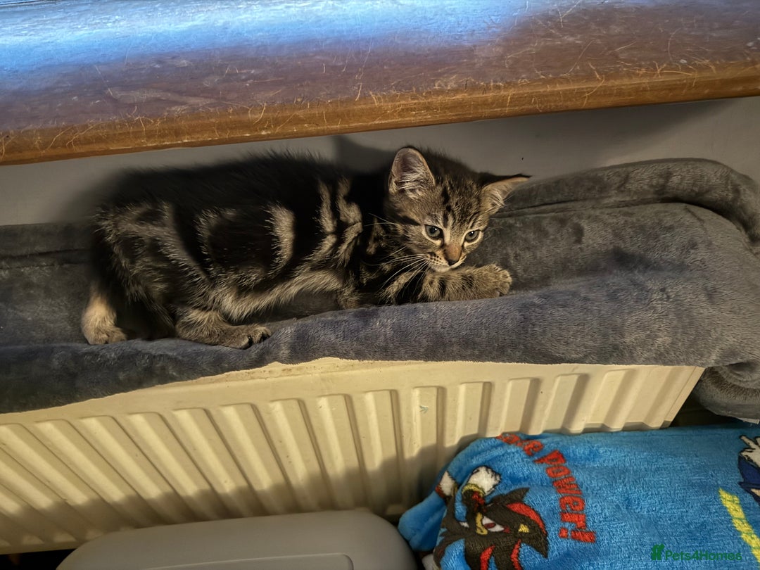 Mixed Breed cats for sale: 3 tabby kittens for sale  - Image 2