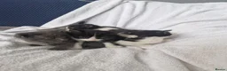Mixed Breed cats for sale: 5 kittens ready for new home  - Advert 19