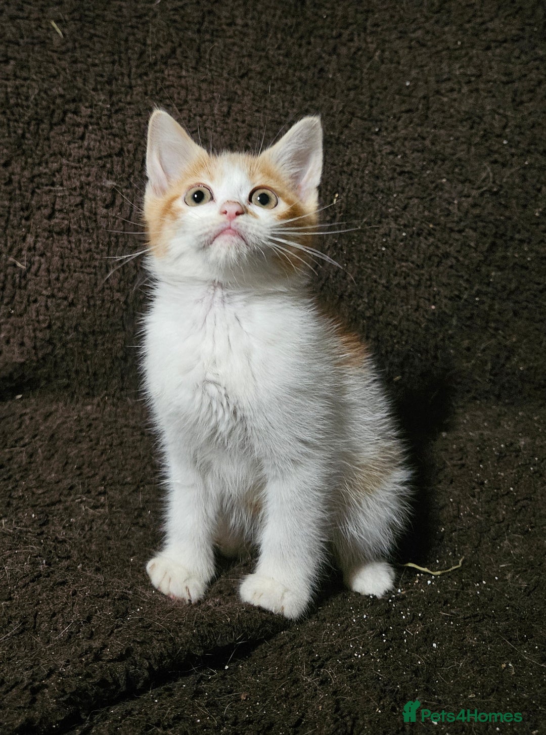 Mixed Breed cats for sale: Beautiful Kittens Available  - Advert 2