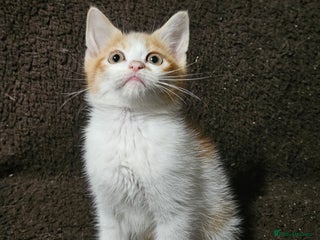 Mixed Breed cats Britiah Shorthaired cross Kittens - Advert 7