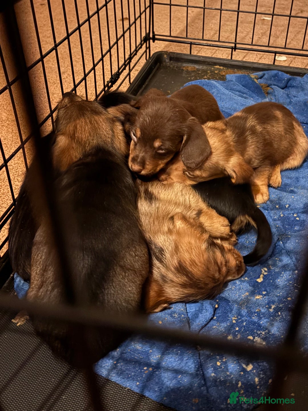 Mixed Breed dogs for sale: Beautiful Dorkie pups - Advert 10