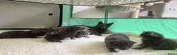 Domestic Shorthair cats for sale: Beautiful Grey blue kittens & grey tabbies x 7 - Advert 5