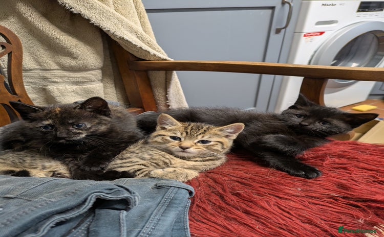 Mixed Breed cats - Advert 5