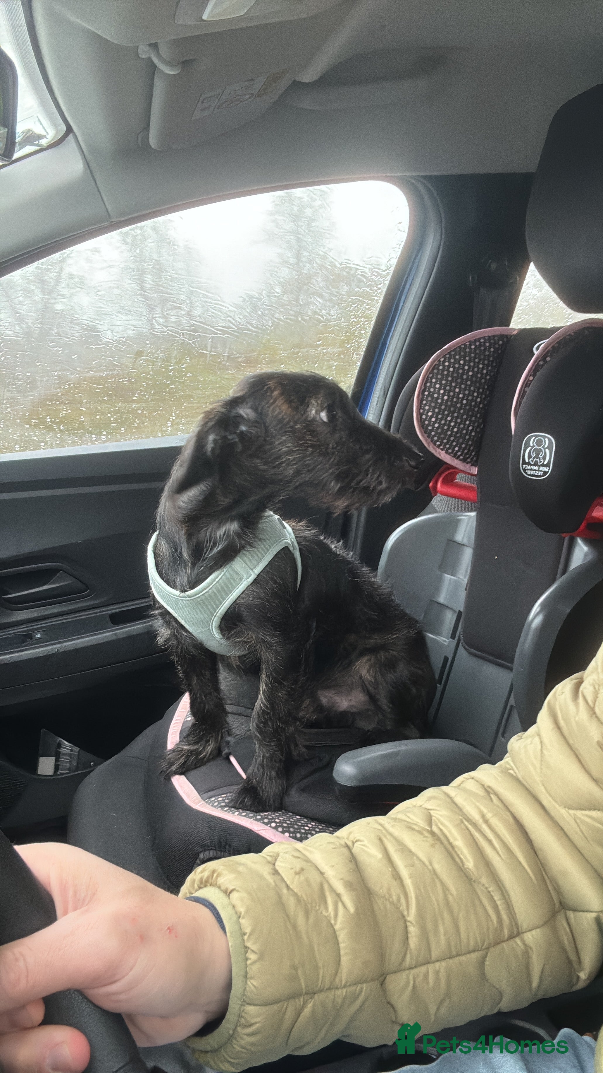 Mixed Breed dogs Free to good home  - Advert 1