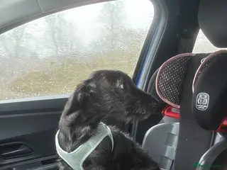 Mixed Breed dogs Free to good home - Advert 1