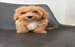 Cavapoo dogs for sale: Beautiful Cavapoo Puppies - Image 4