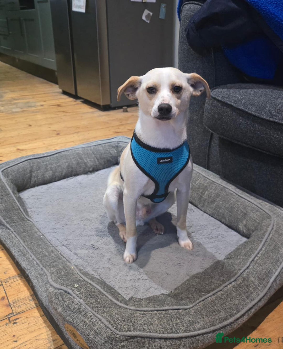 Mixed Breed dogs for adoption: 🐾 Meet Alfie 🐾 - Advert 2