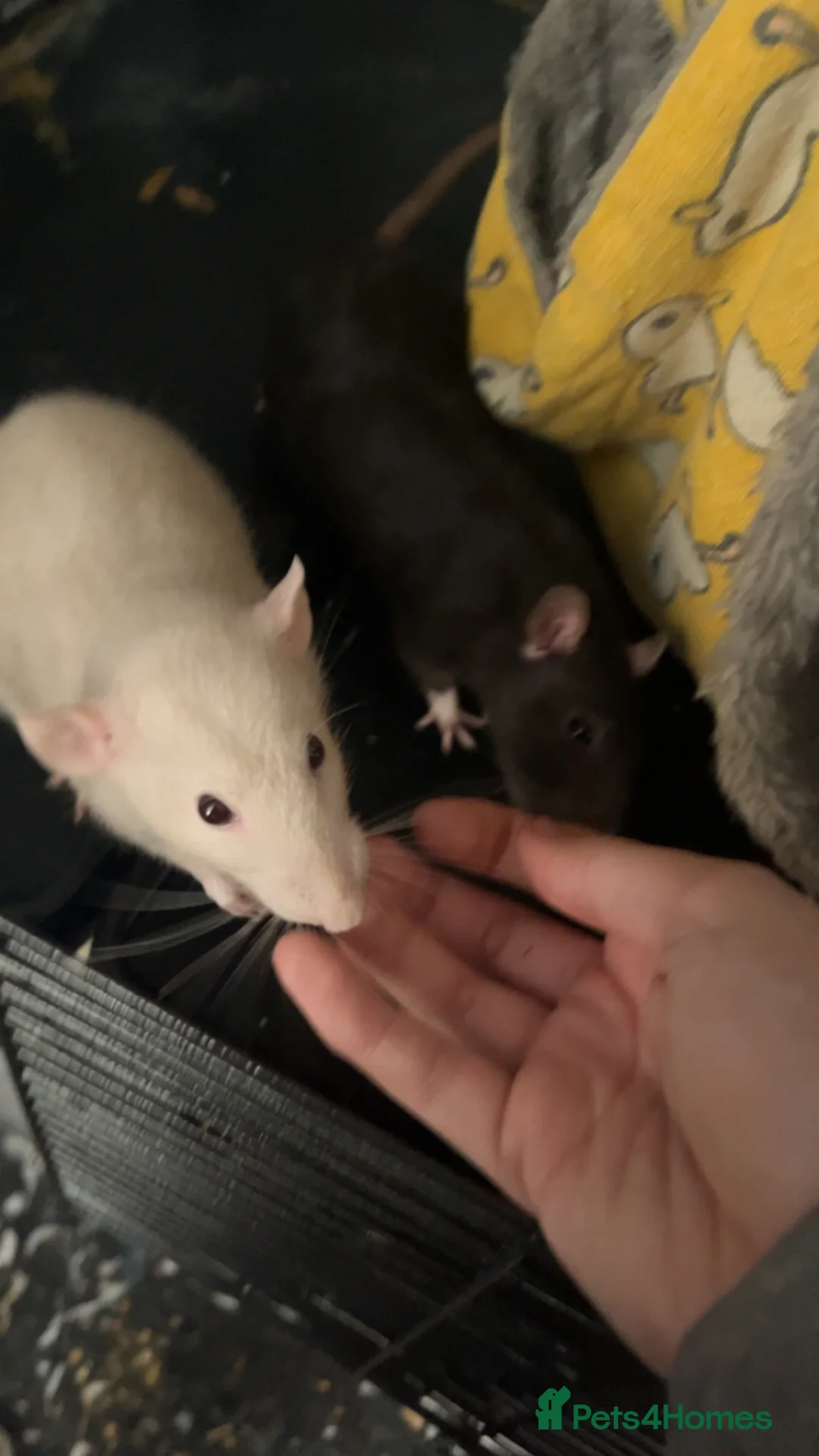 Rat rodents for sale: 3 female rats urgent need of rehoming - Advert 2