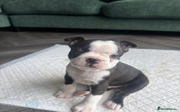 Boston Terrier dogs for sale: One stunning girl left !!! Ready to leave now !  - Image 12