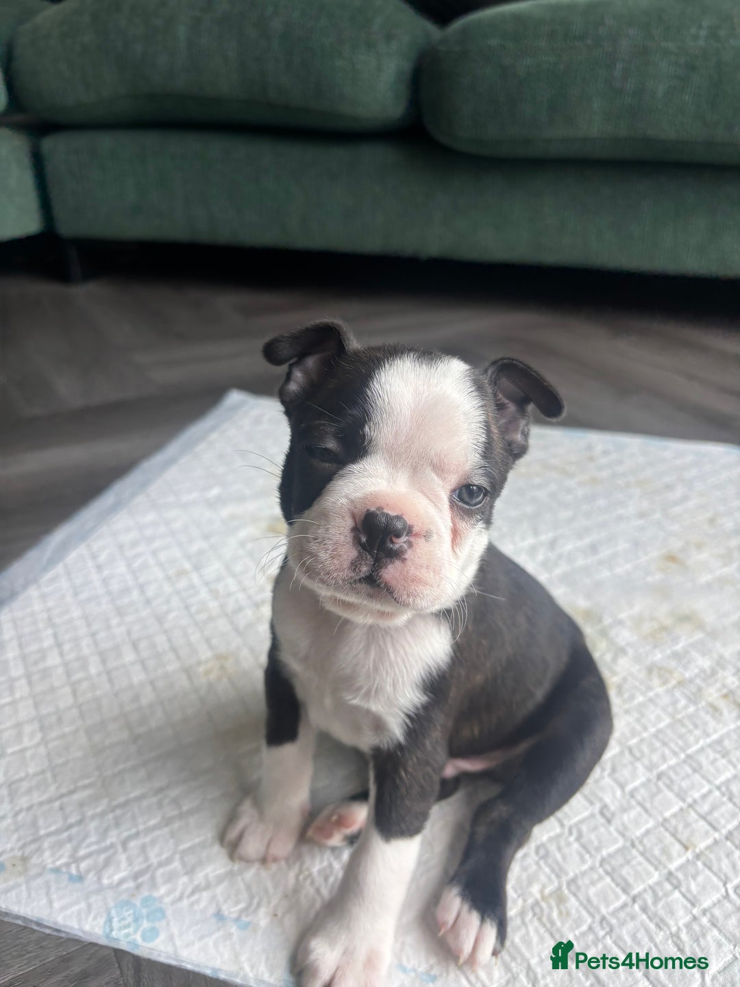 Boston Terrier dogs for sale: One stunning girl left !!! Ready to leave now !  - Image 12