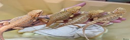 Bearded Dragon reptiles for sale: Baby Hypo Bearded Dragons - Advert 21