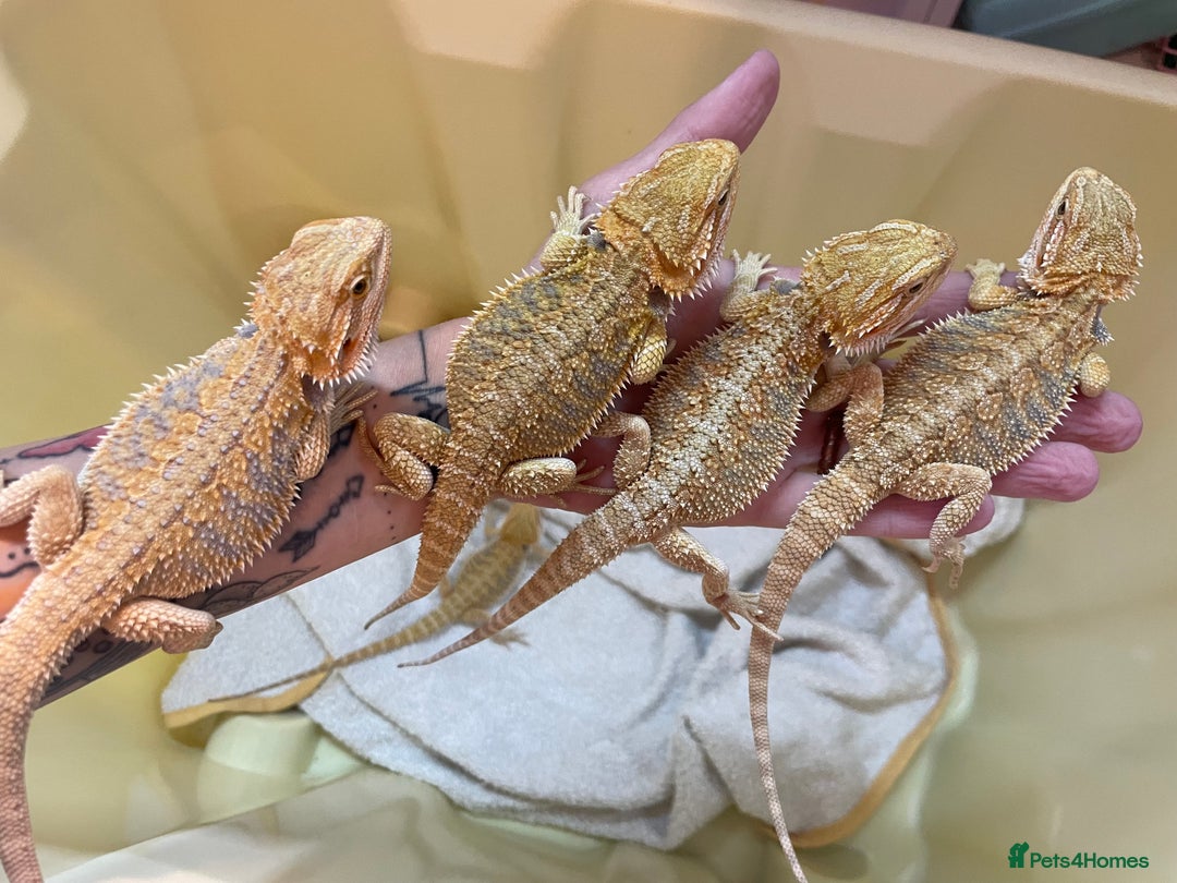 Bearded Dragon reptiles for sale: Baby Hypo Bearded Dragons - Advert 21