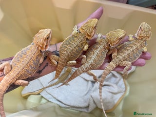 Bearded Dragon reptiles - Advert 2