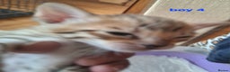 Savannah cats for sale: REDUCED! Savannah SBTF6 cubs with Serval traits - Advert 18