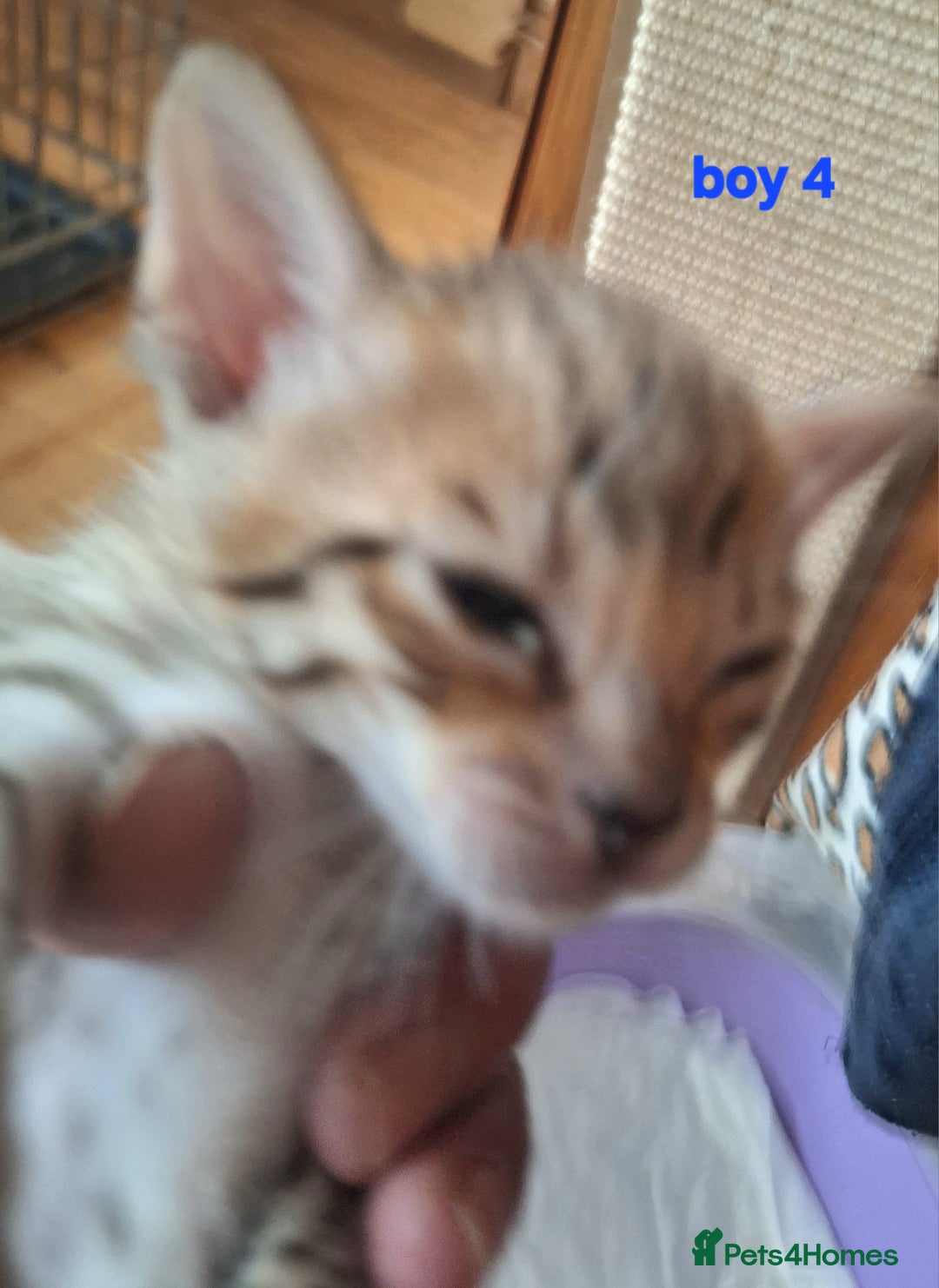 Savannah cats for sale: Savannah SBTF6 cubs with Serval traits stunning - Advert 18