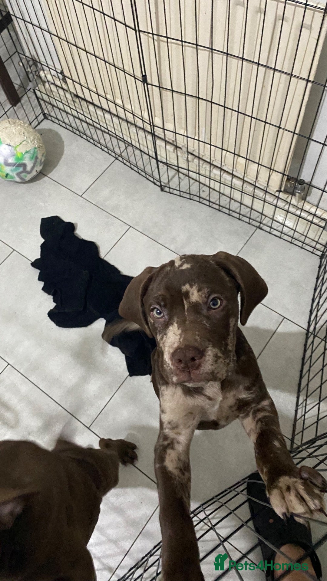 Mixed Breed dogs 12 week old bandog/mastiff puppy - Advert 6