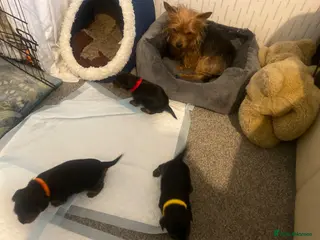 Yorkshire Terrier dogs for sale: 3 little female Yorkies - Advert 1