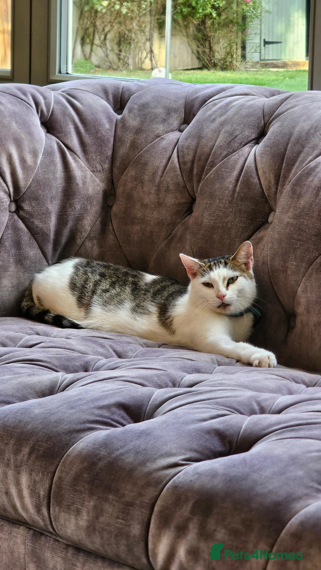Mixed Breed cats for sale: Amber - adult female - Advert 4