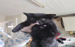 Mixed Breed cats for sale: 3 all black kittens  - Image 7