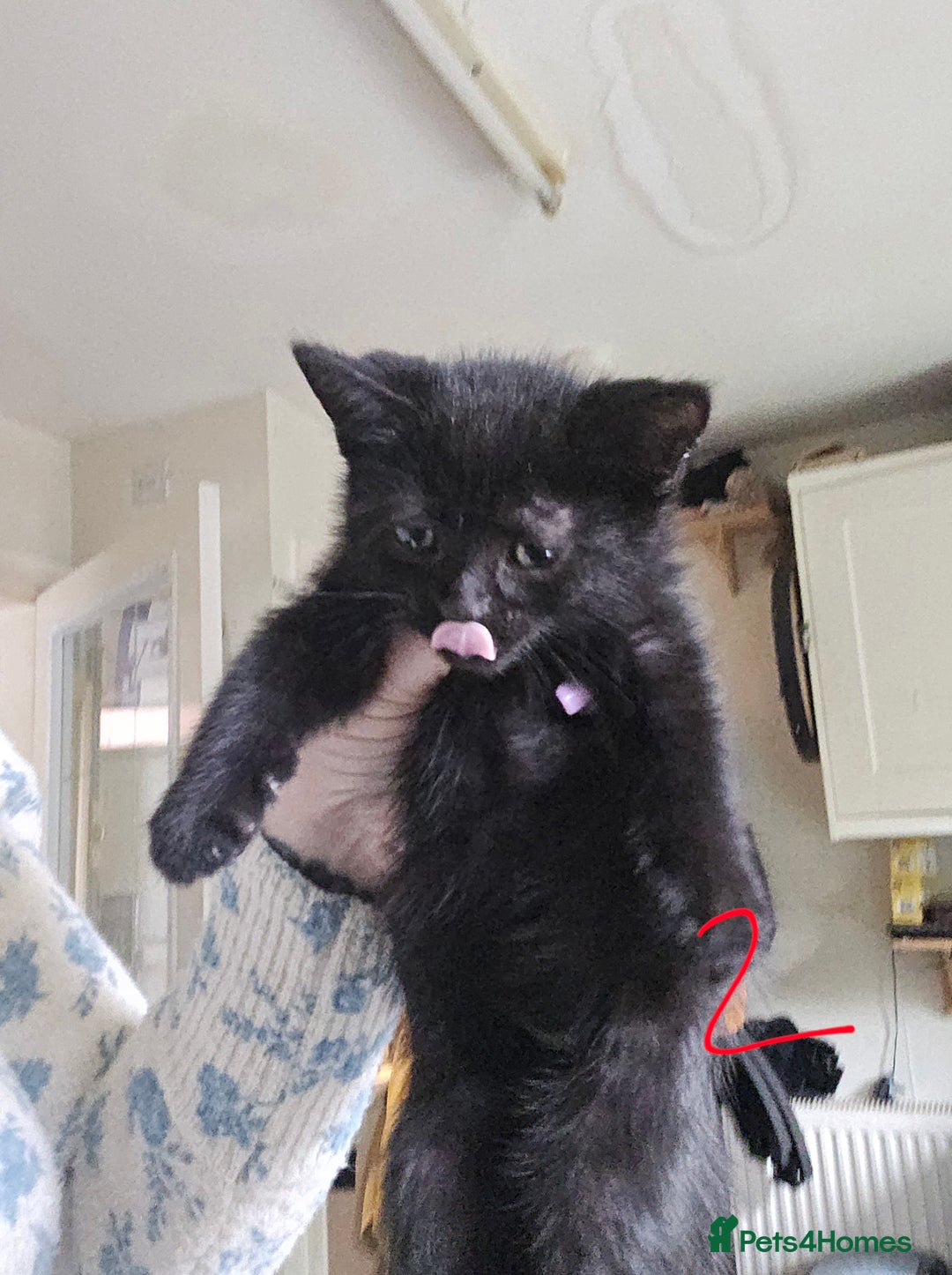 Mixed Breed cats for sale: 3 all black kittens  - Image 7