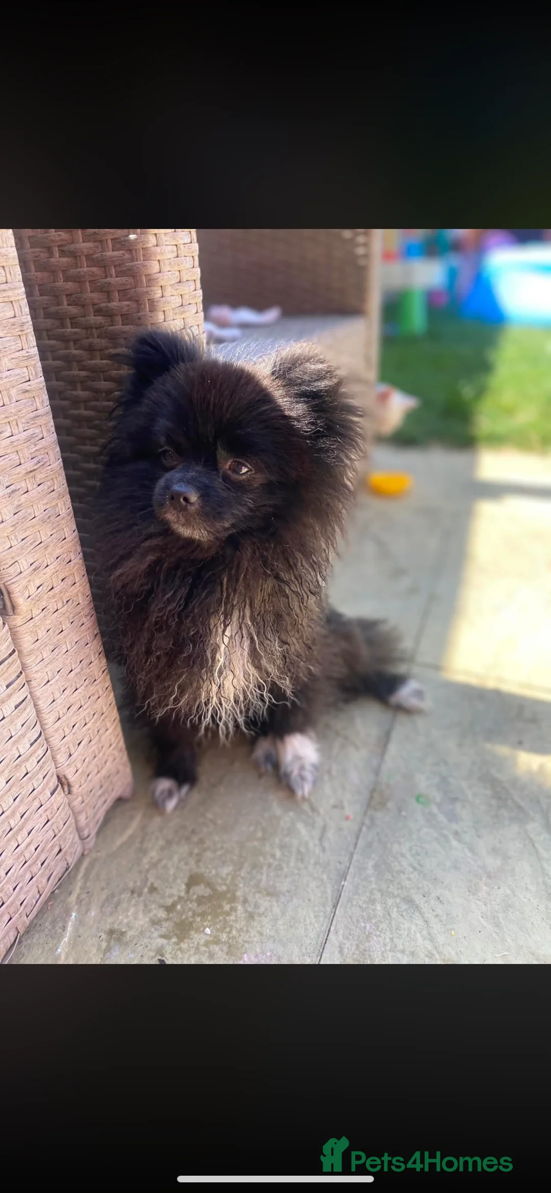 Pomeranian dogs for sale: Kc Russian Pom new home  - Advert 2