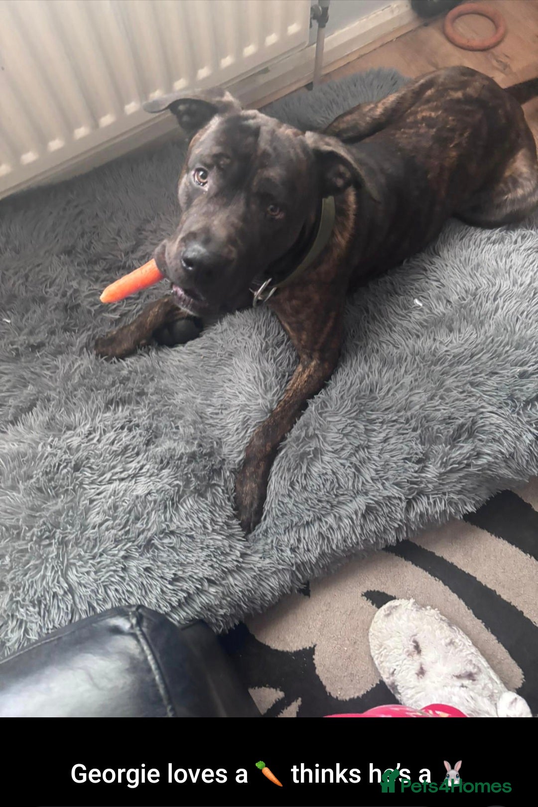 Mixed Breed dogs for sale: Cane corso/mastiff - Image 3