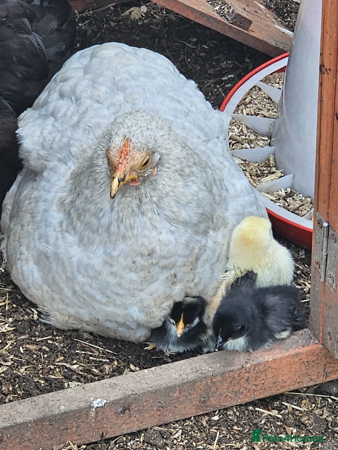 Chickens poultry for sale: Mixed Pekin Bantam eggs - Advert 2
