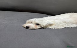 Coton De Tulear dogs for sale: Coton de tulear puppies for sale  - Advert 2