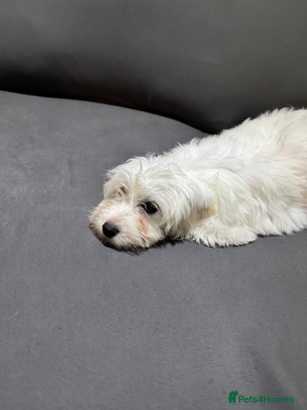 Coton De Tulear dogs for sale: Coton de tulear puppies for sale  - Advert 2
