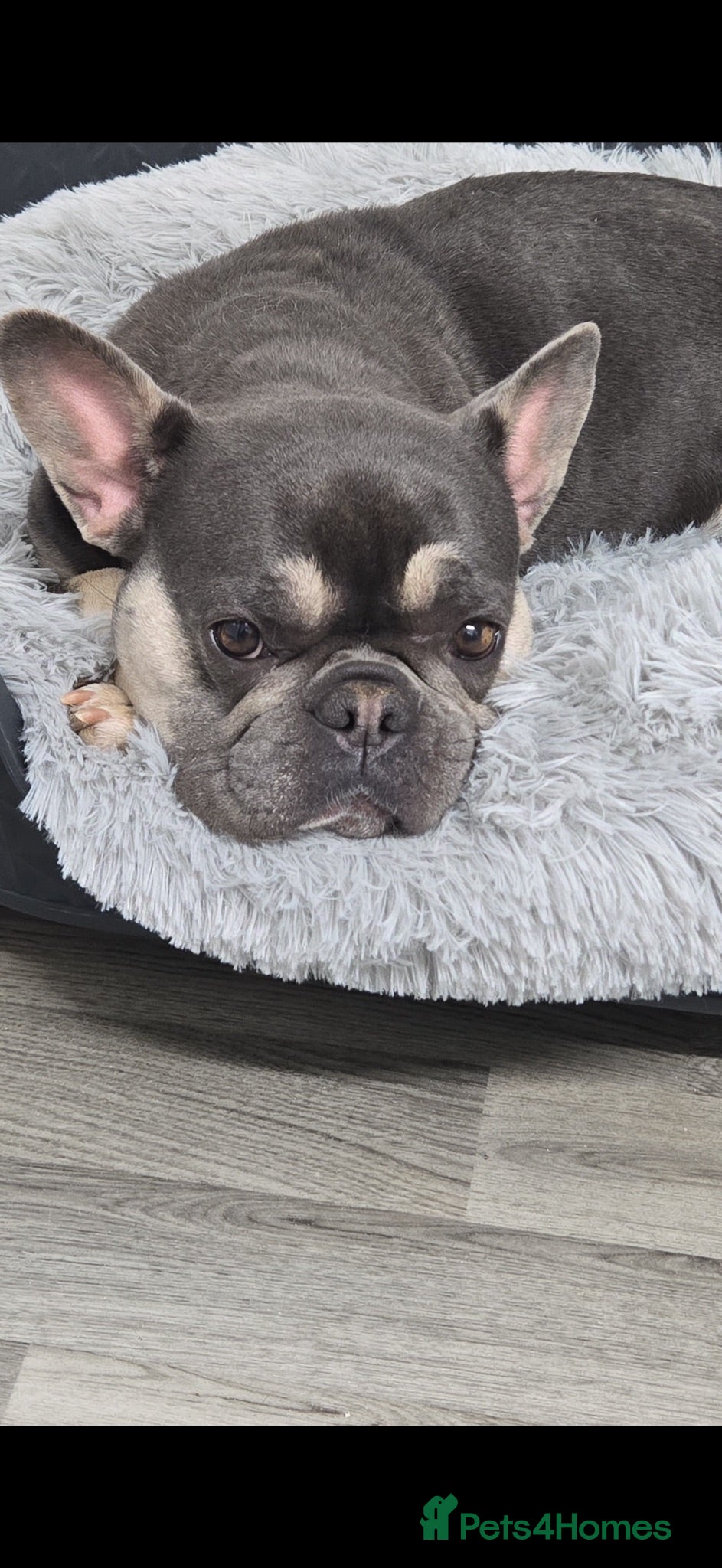 French Bulldog dogs French bull dog puppies 😍😍 KC REGISTERED  - Advert 7