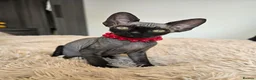 Sphynx cats for sale: Little princess  - Advert 10
