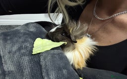 Guinea Pig rodents for sale: 2 guinea pigs plus indoor cage and accessories  - Image 1