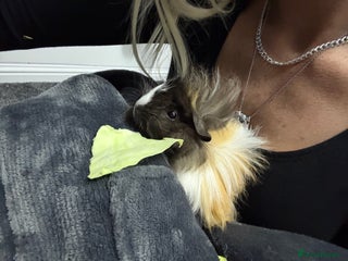 Guinea Pig rodents for sale - Advert 1