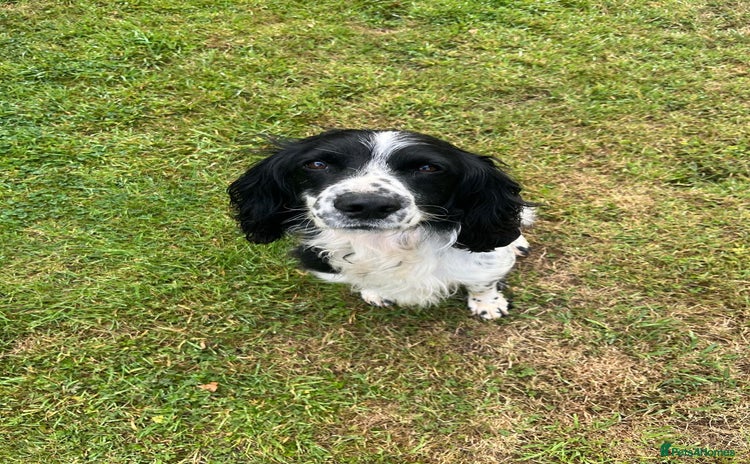 English Springer Spaniel dogs - Advert 1