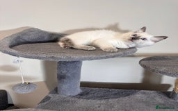 Ragdoll cats for sale: All Rehomed Thankyou  - Image 10