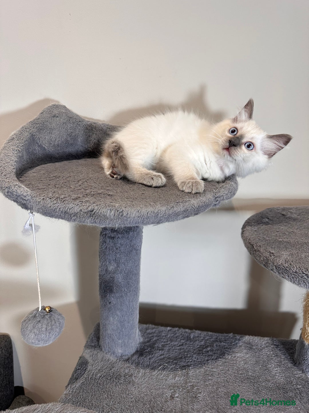 Ragdoll cats for sale: All Rehomed Thankyou  - Image 10