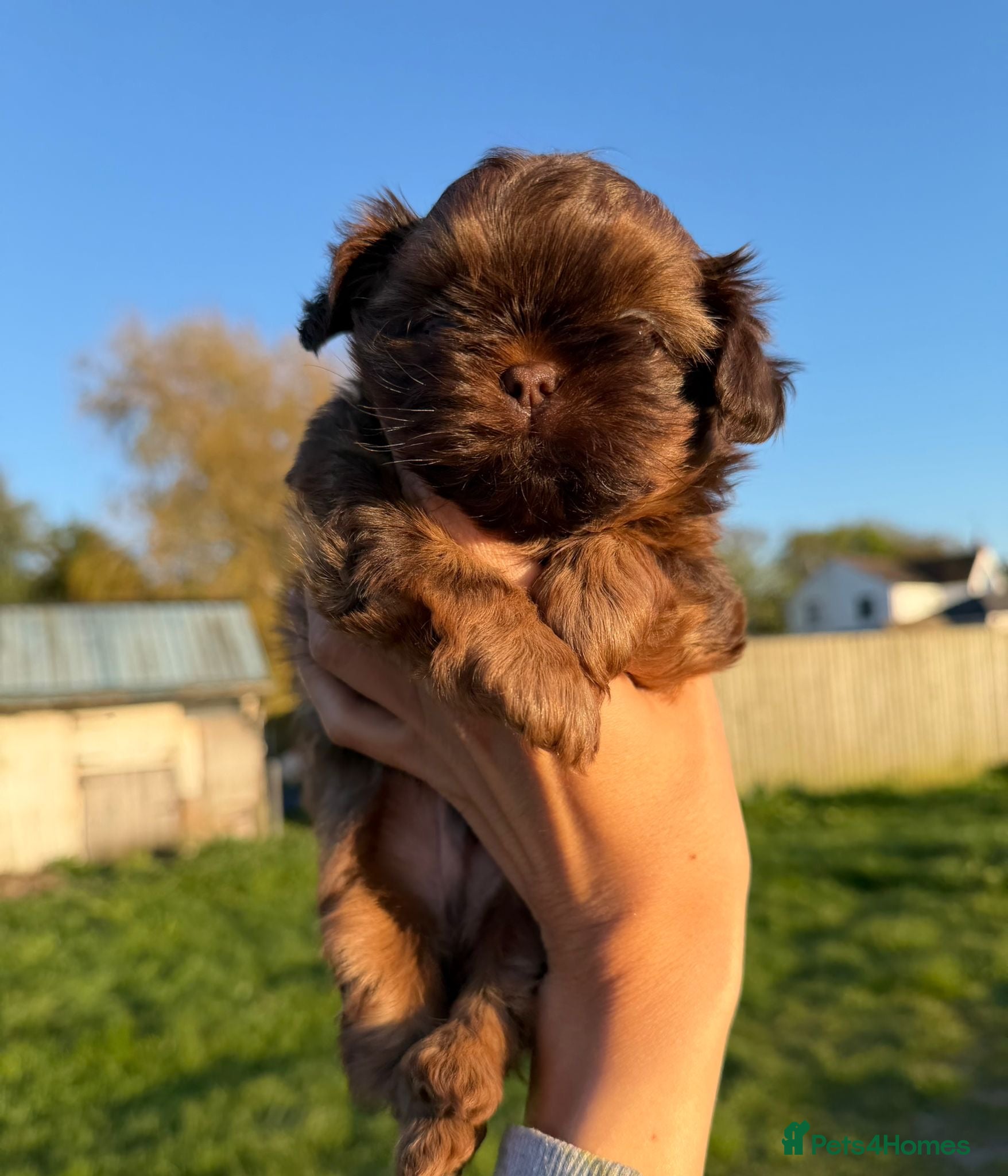 Shih Tzu dogs Shih Tzu puppies - Advert 10