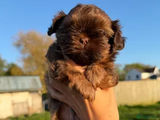 Shih Tzu dogs Shih Tzu puppies - Advert 10