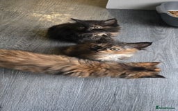 LaPerm cats for sale: 8 Laperm mix kittens, curly & long-haired - Advert 8