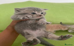 British Shorthair cats for sale: Gorgeous British shorthair kittens - Image 13