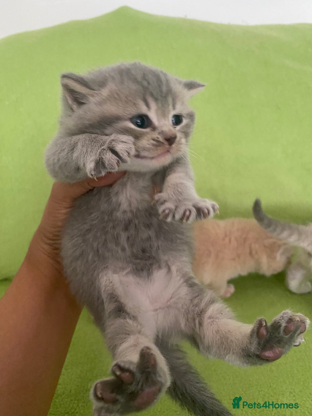 British Shorthair cats for sale: Gorgeous British shorthair kittens - Image 13