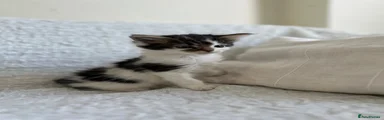 Maine Coon Kitten 3