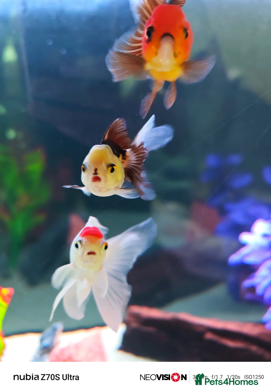 Fancy Goldfish fish for sale: Fancy gold fish orandas  - Image 4