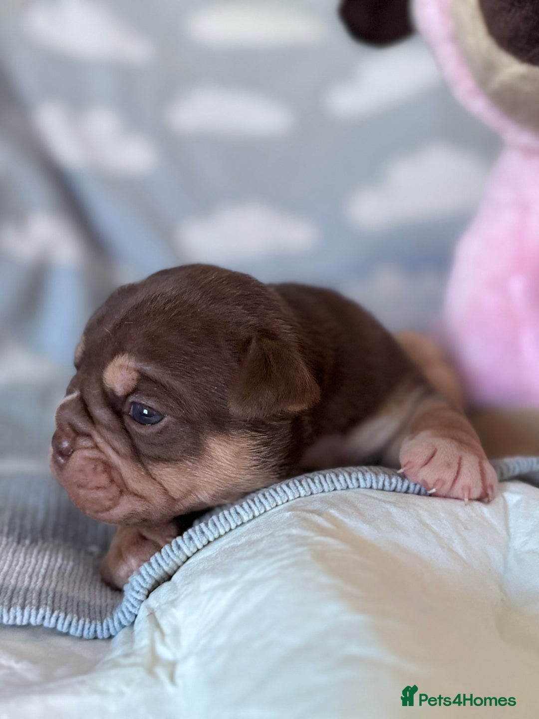 English Bulldog dogs for sale: Self Whelped Healthy English bulldog Babies❤️🤍 - Image 25